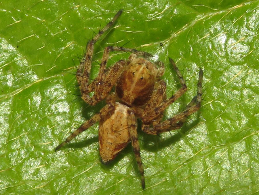 Western Lynx Spider Female