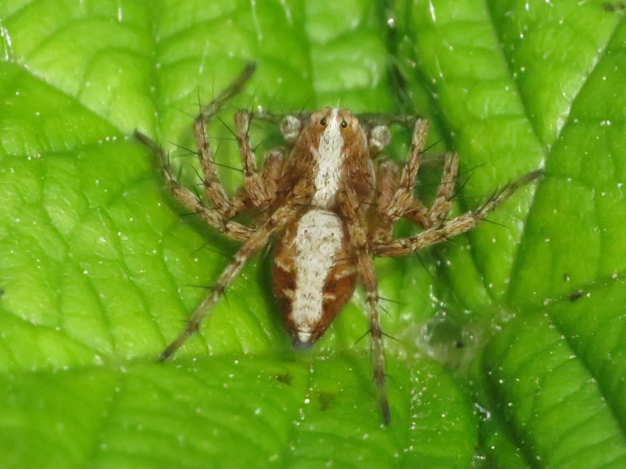 Western Lynx Spider Juvenile