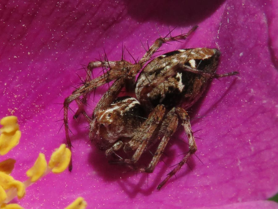 Western Lynx Spider Male