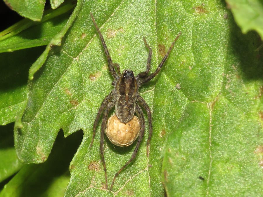 Wolf Spider with Egg Sac