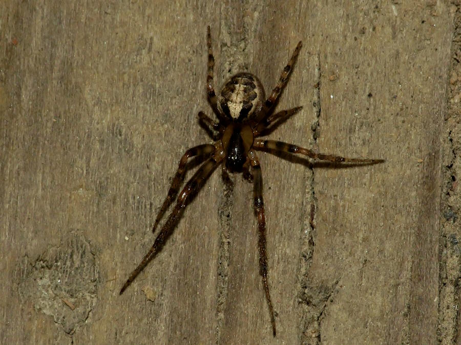 Zygiella x-notata
