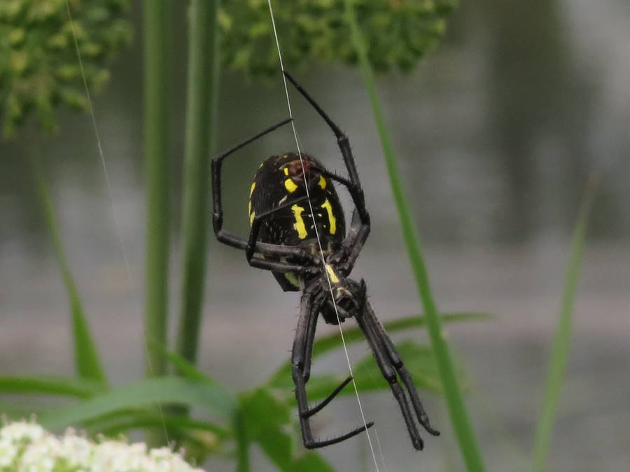 Yellow writing spider bottom view