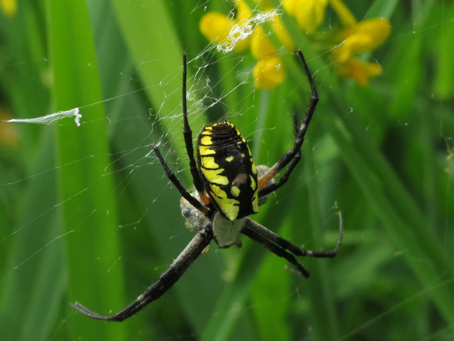 Yellow writing spider top view