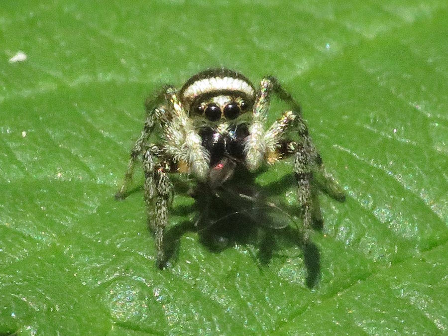 Zebra Jumping Spider Eyes
