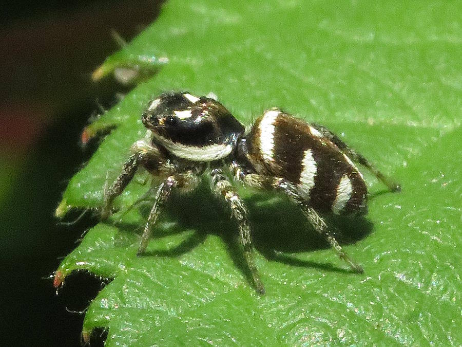 Zebra Jumping Spider Side