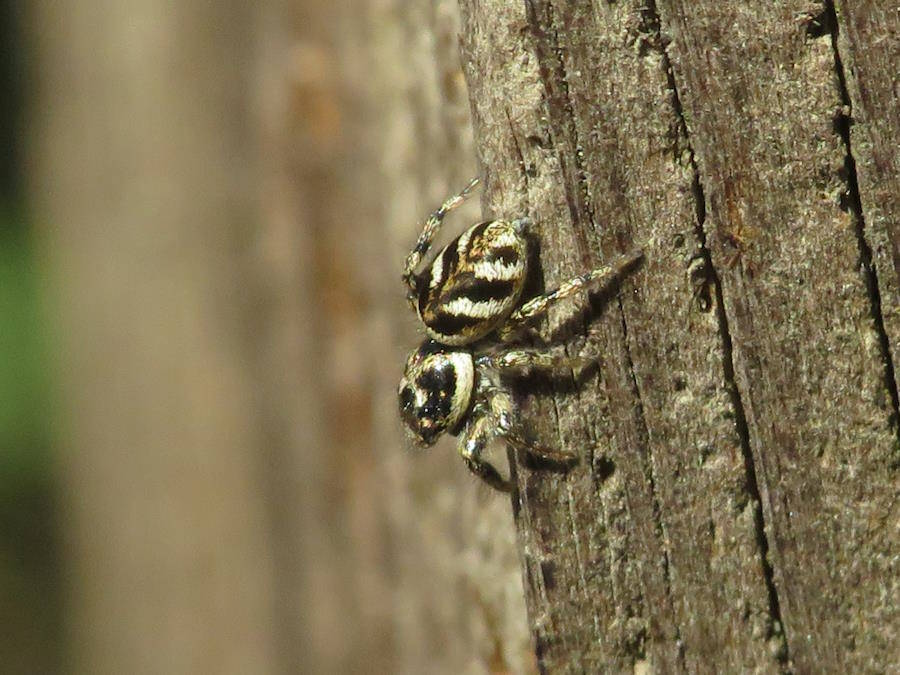 Zebra Jumping Spider