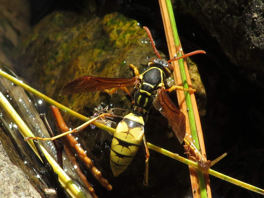 paper wasp, Nevada wasps