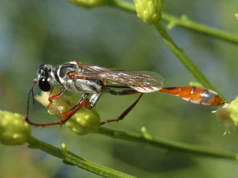 Abert's ammophila, Nevada wasps