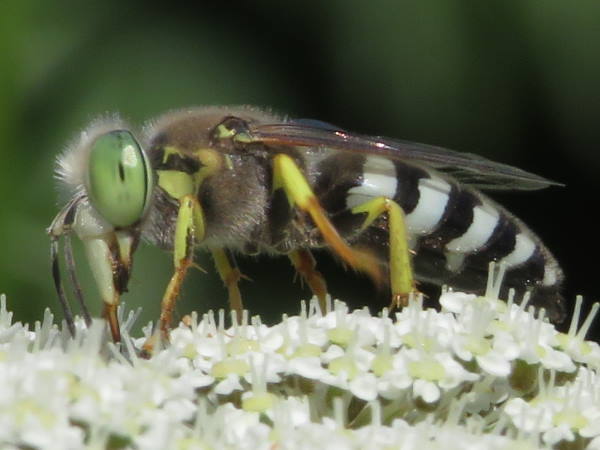 American sand wasp, Colorado wasps