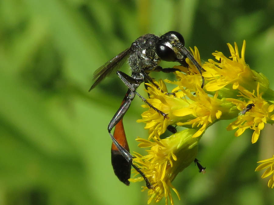 ammophila picture