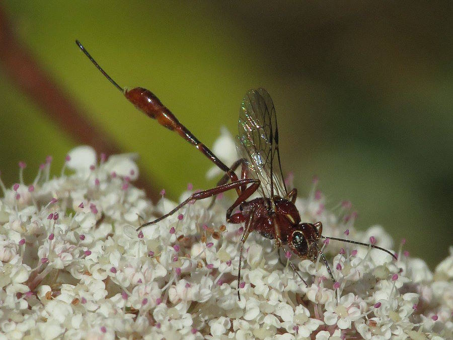 Anomalon wasp