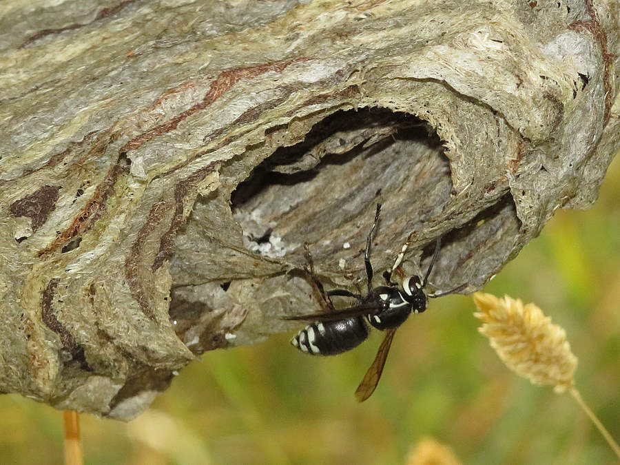 bald-faced hornet, Montana wasps