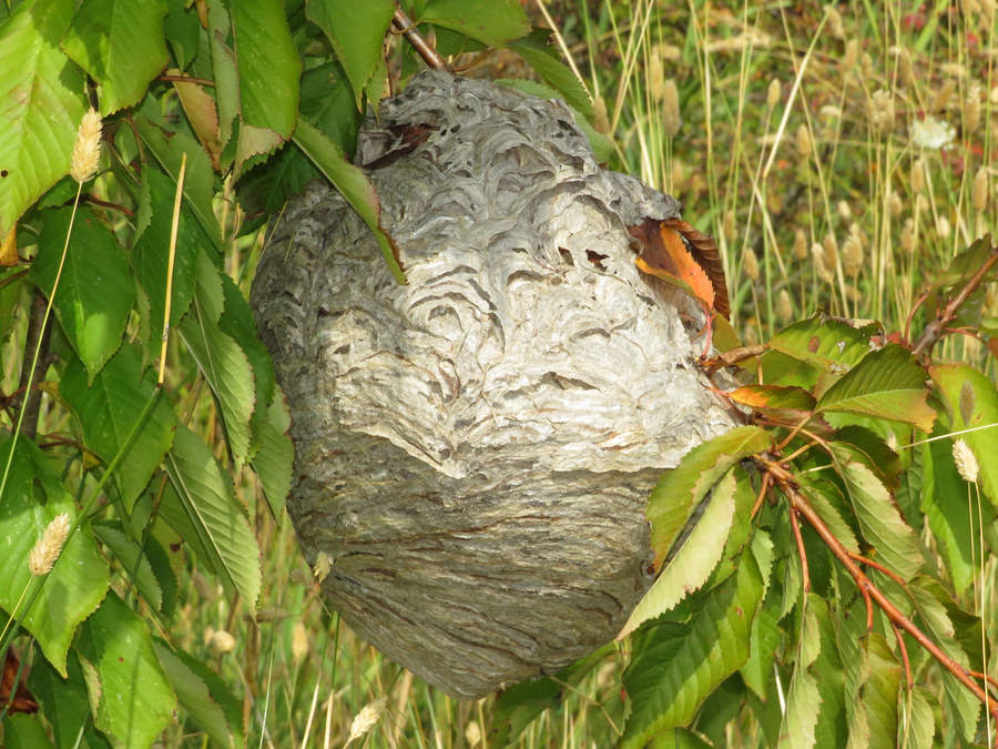 bald-faced hornet nest, Montana wasps