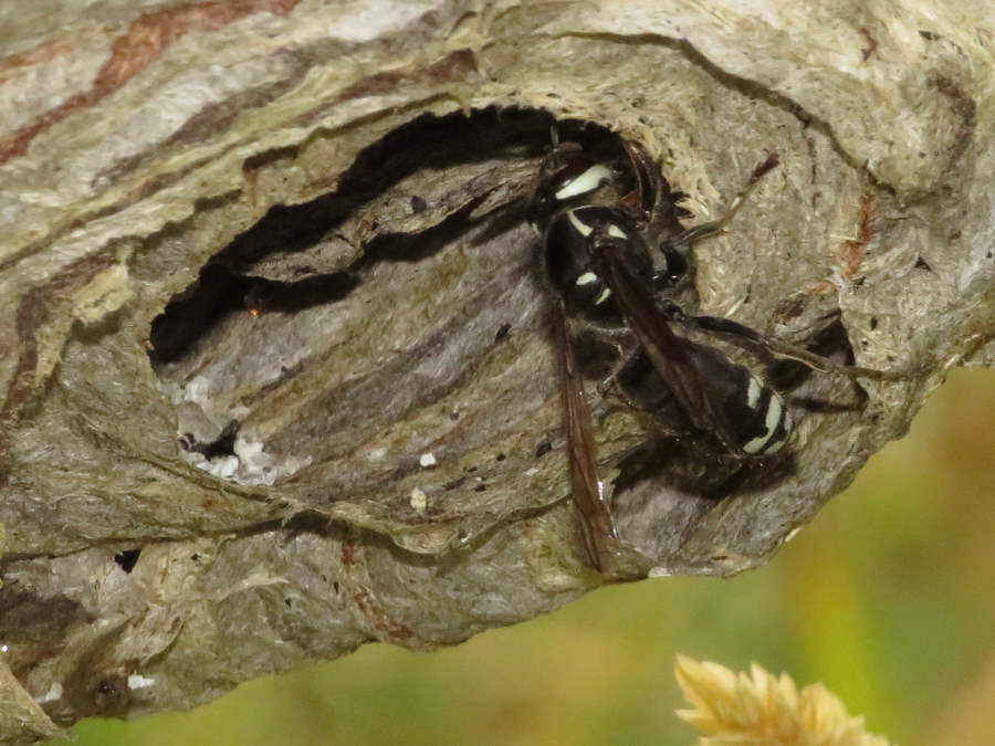 bald faced hornet, Nevada wasps