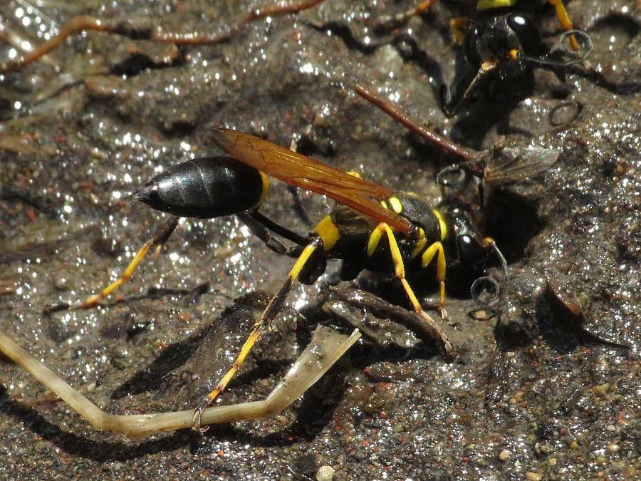 black and yellow mud dauber