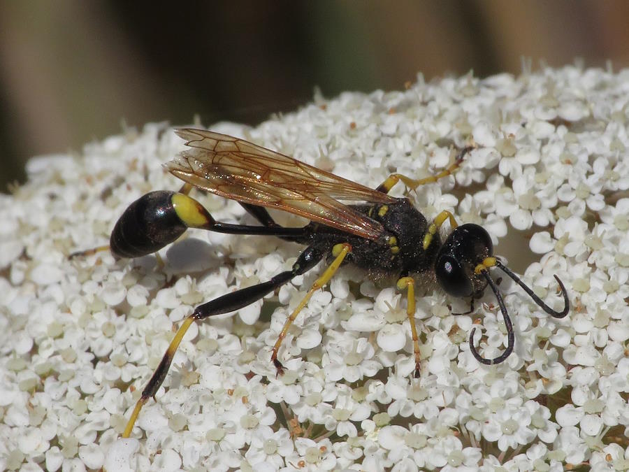 black and yellow mud dauber