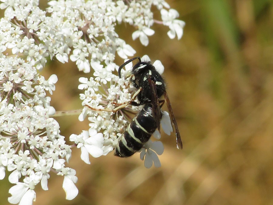 black jacket wasp