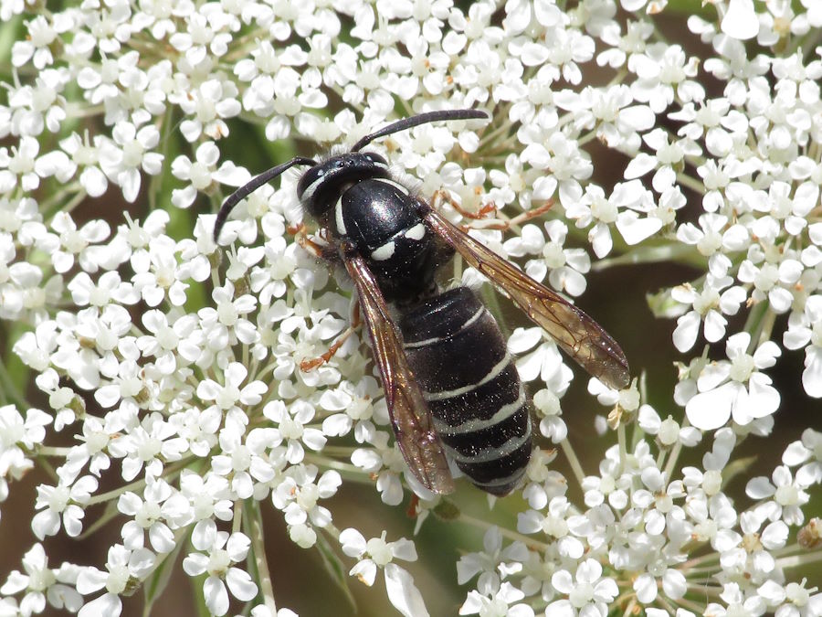 black jacket wasp