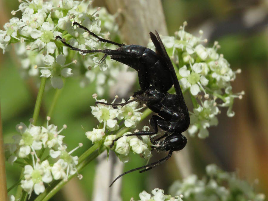 Blue-black spider wasp