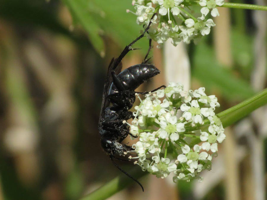 Blue Black spider wasp