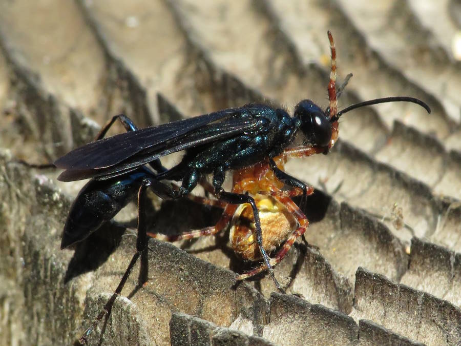Blue Mud Dauber