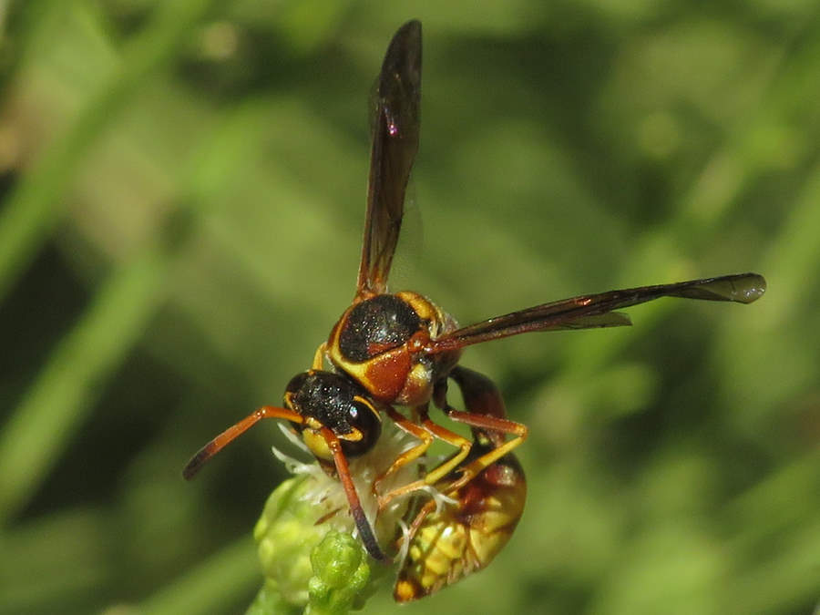 typical potter wasp, Boll's potter wasp, Montana wasps
