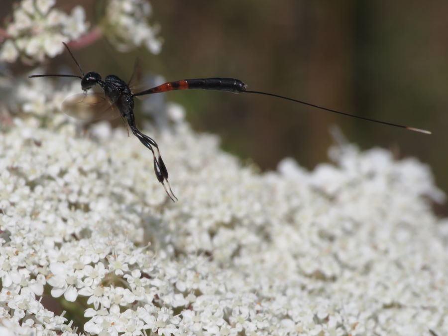 female Carrot Wasp