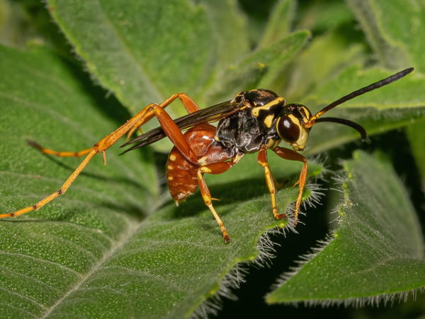 picture of Spider Wasp in the family Ceropales