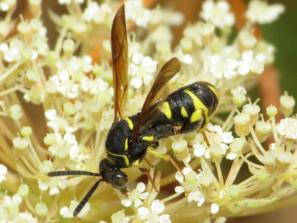 Chalcid wasp, Colorado wasps