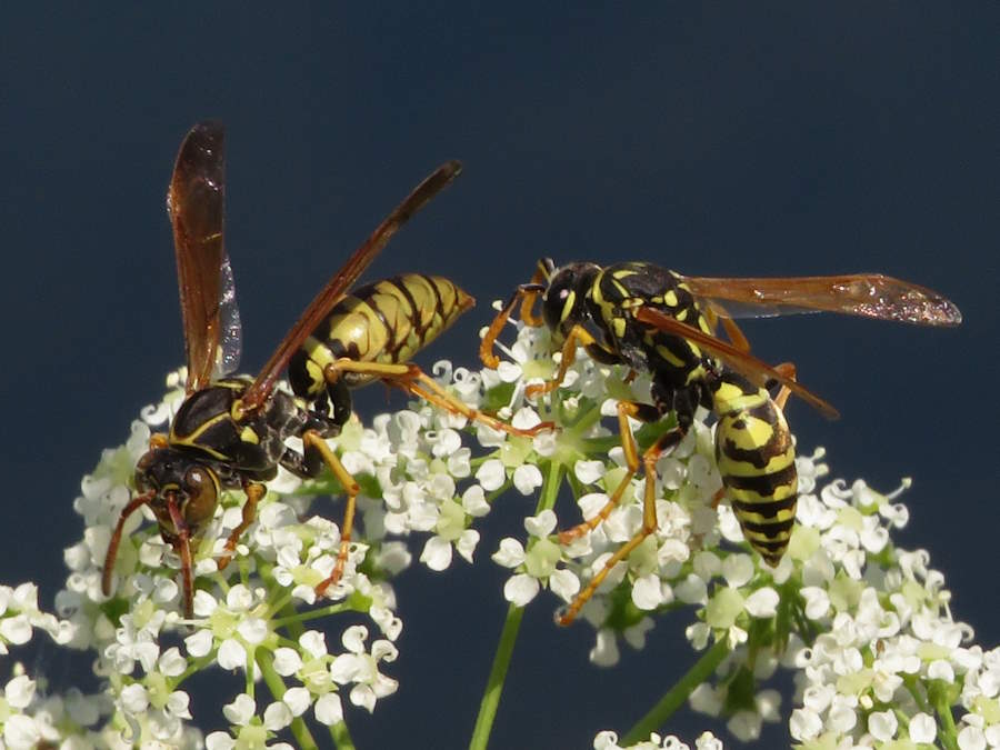 comparison of the European paper wasp and the western wasp, Montana wasps