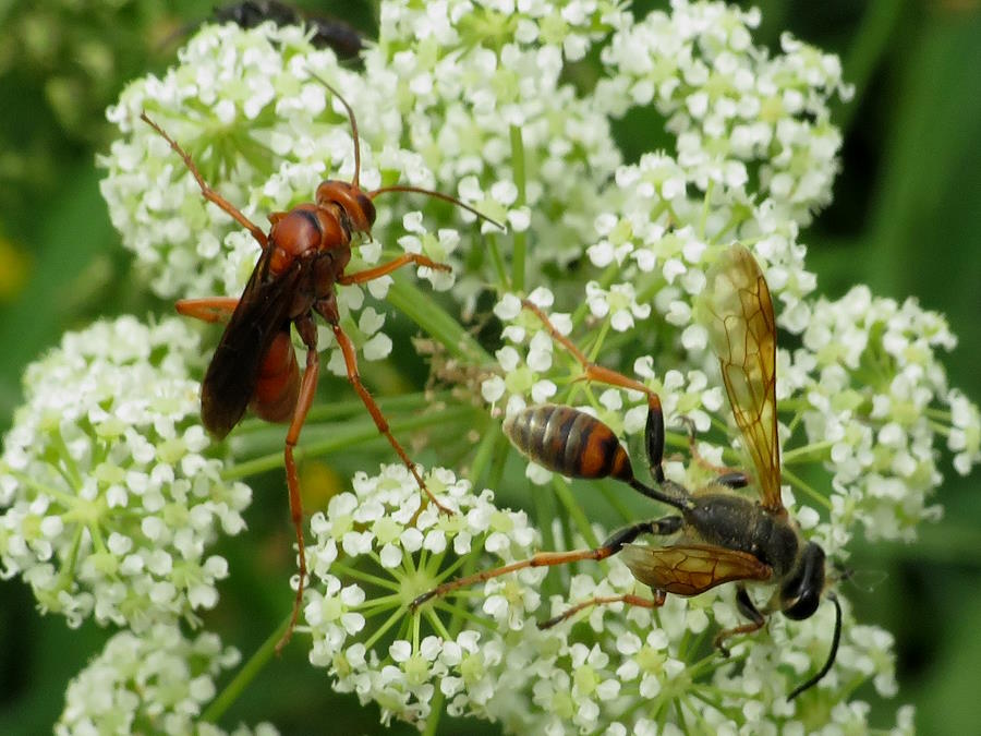Elegant Grass Carrying wasp and western spider wasp comparison