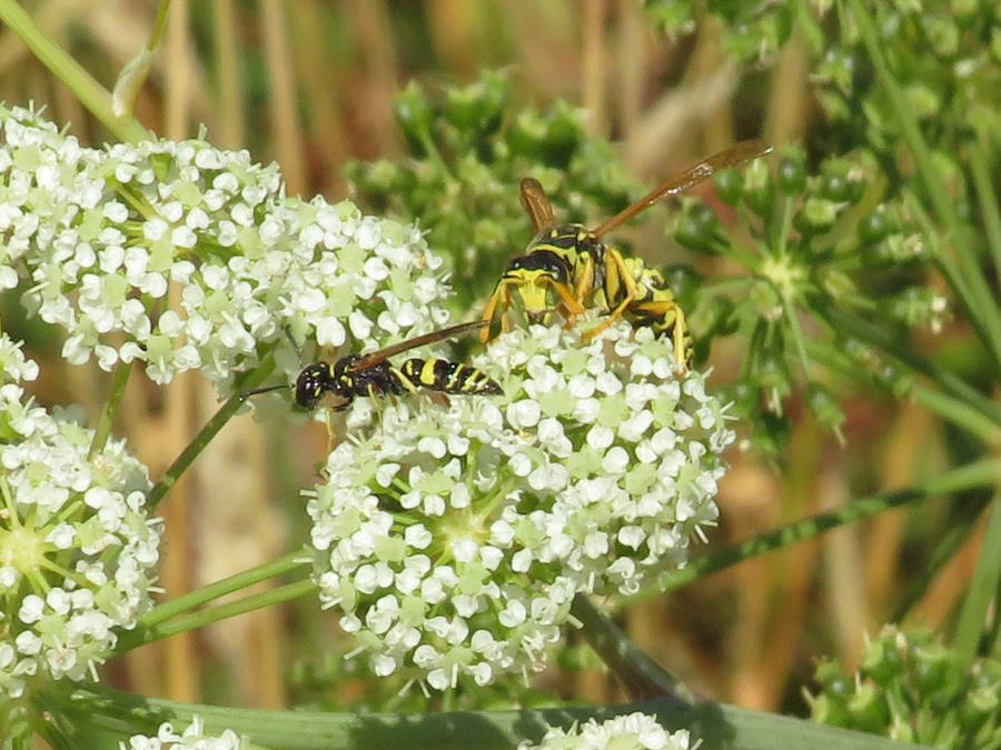 paper wasp and bee wolf
