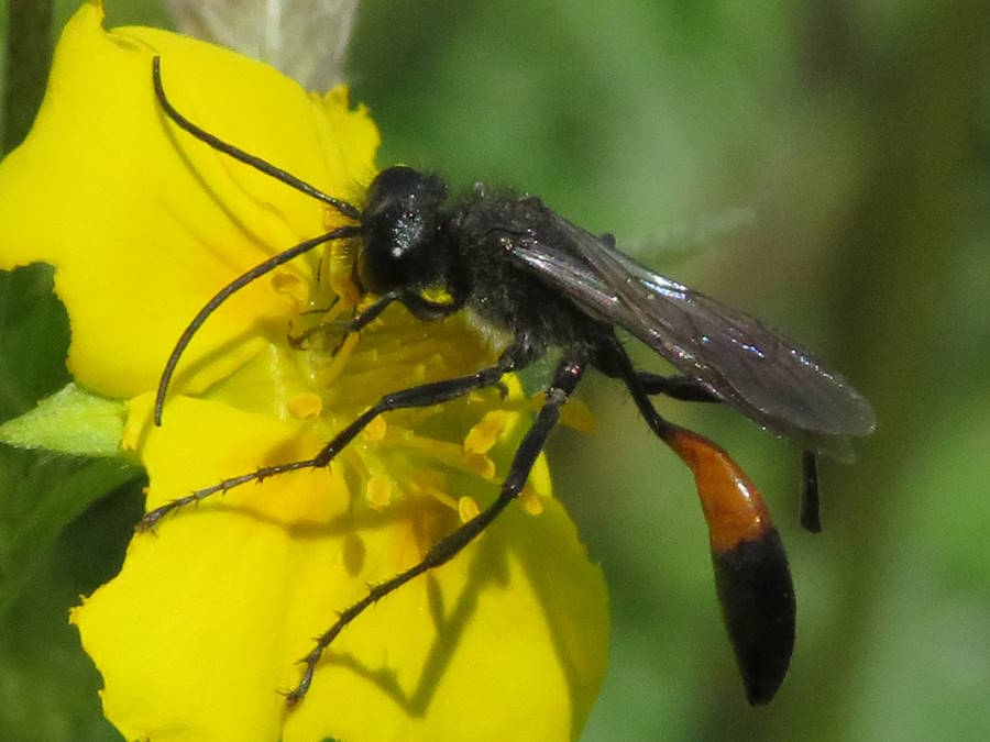 cutworm wasp picture