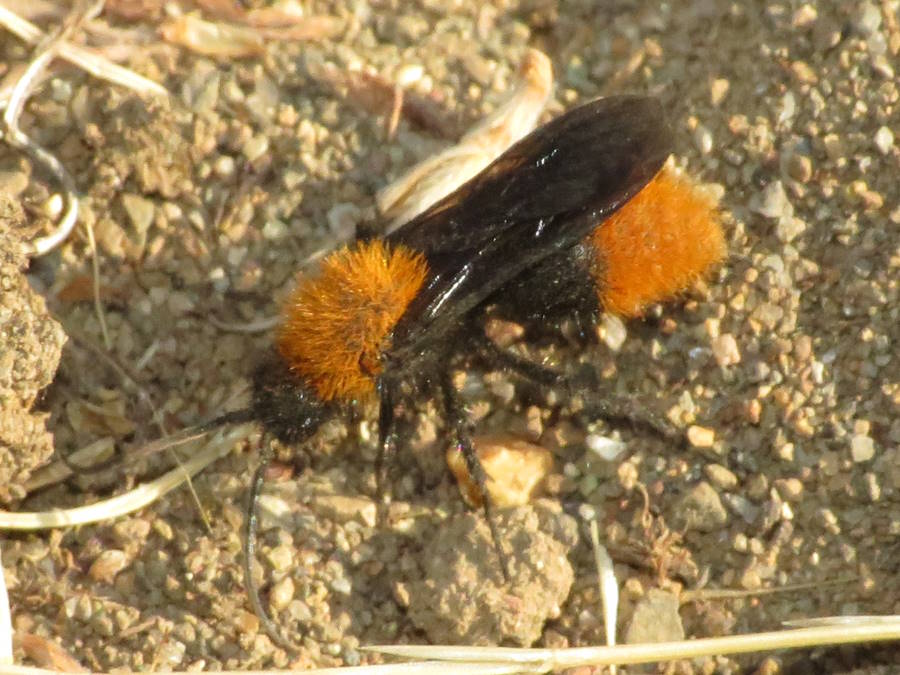 Dasymutilla californica, California Velvet ant male