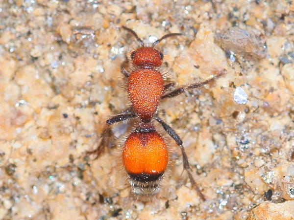 velvet ant