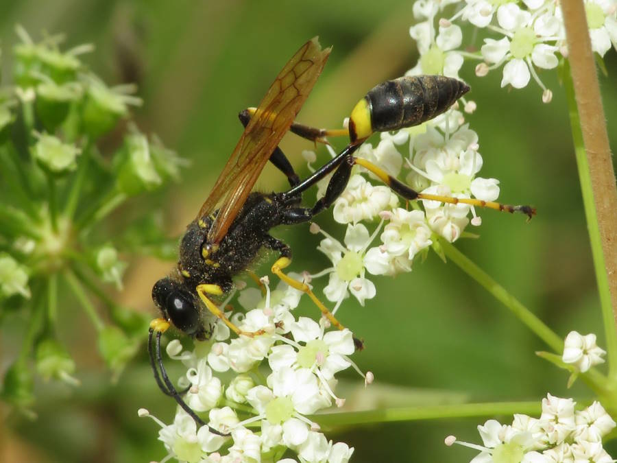 Black and Yellow mud dauber