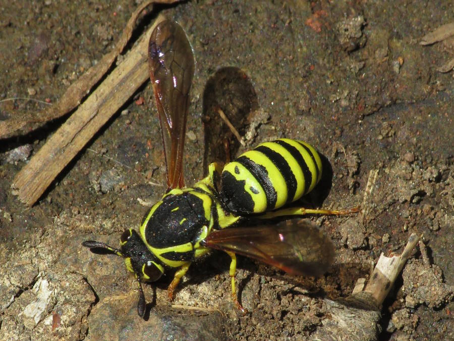 
edwards pollen wasp picture, Colorado wasps