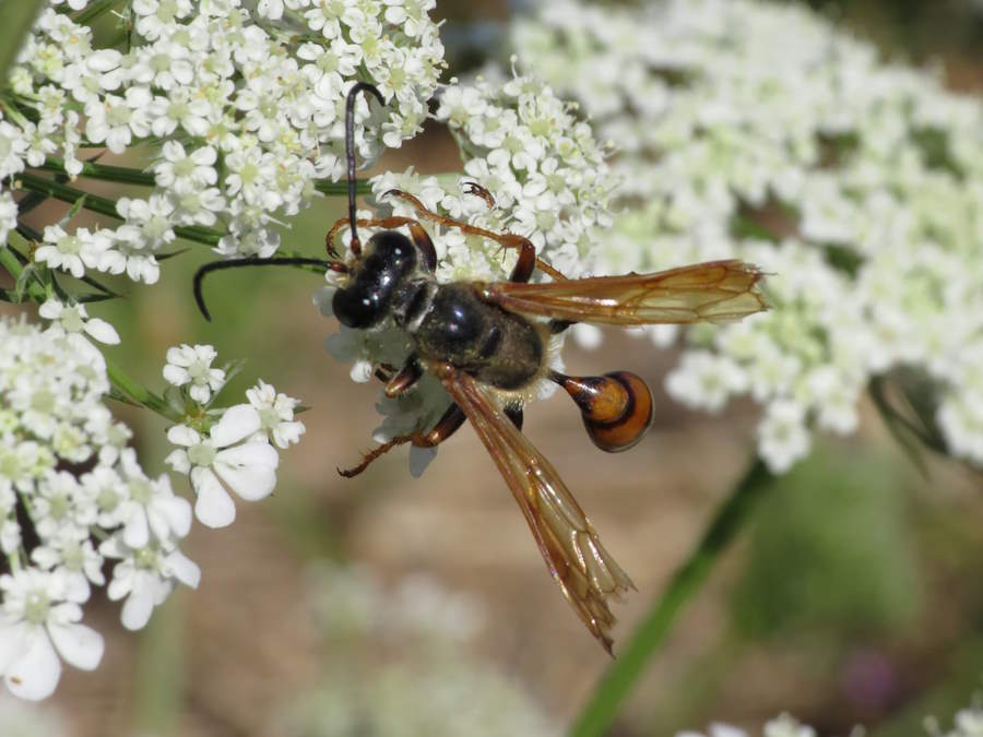 Elegant Grass Carrying wasp