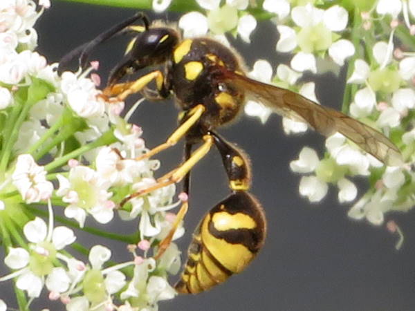 picture of the cross potter wasp, Eumenes crucifera, Colorado wasps