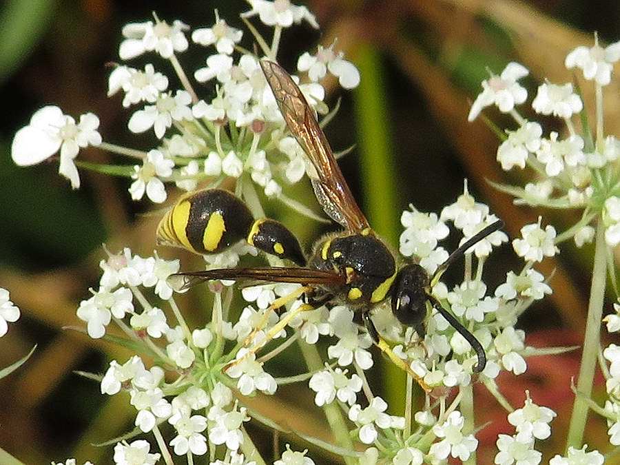 typical potter wasp, Eumenes, Montana wasps