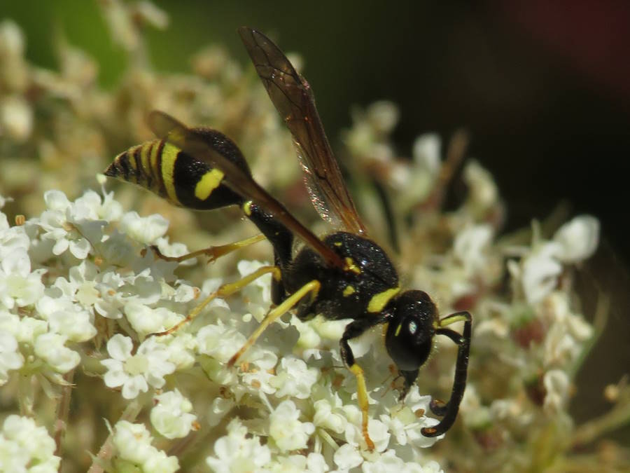 Eumenes, Nevada wasps