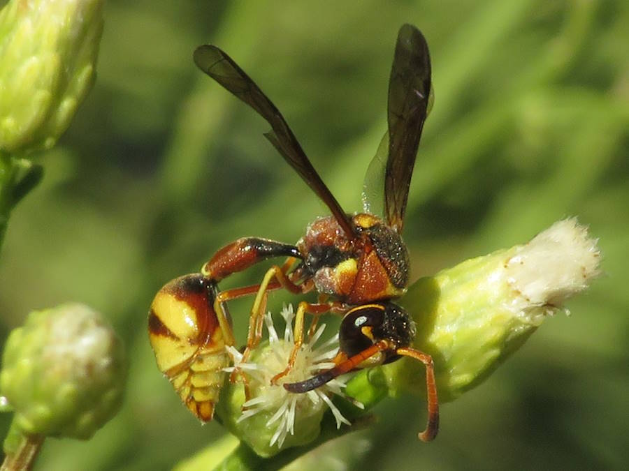 Boll's potter wasp, Nevada wasps