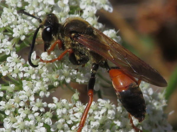 Great Golden Digger Wasp