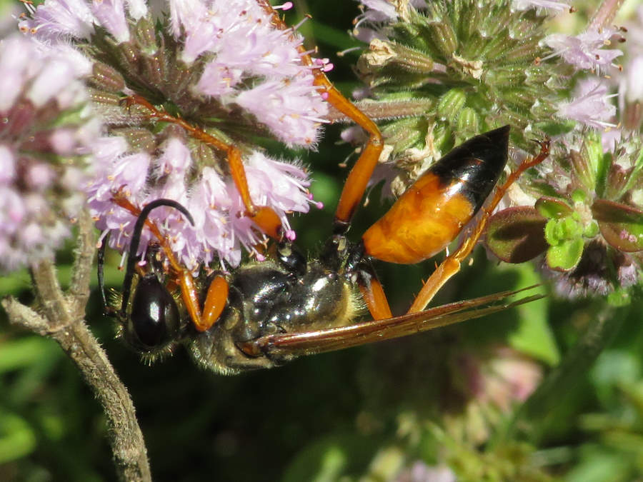 great golden digger wasp, Nevada wasps