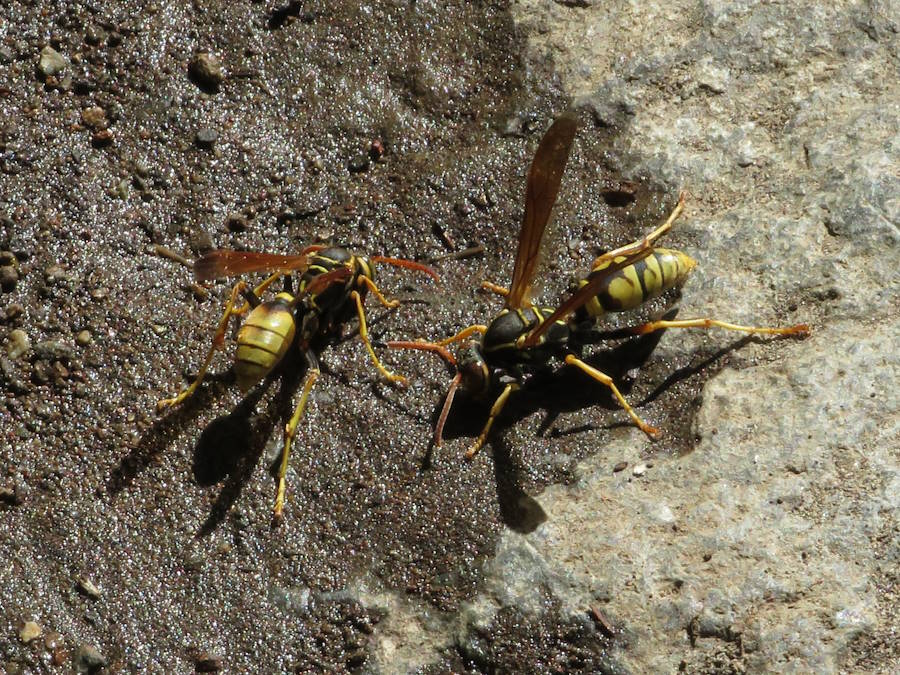 pair of Golden Paper wasps