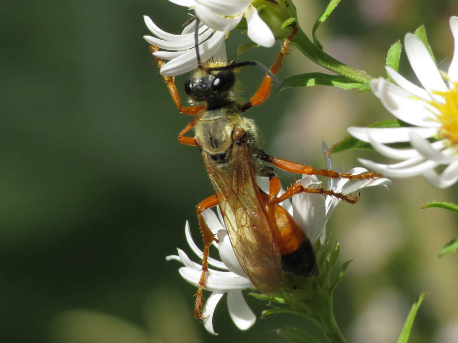 Great Golden digger wasp