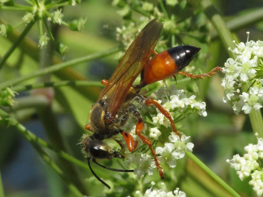 Great Golden digger wasp