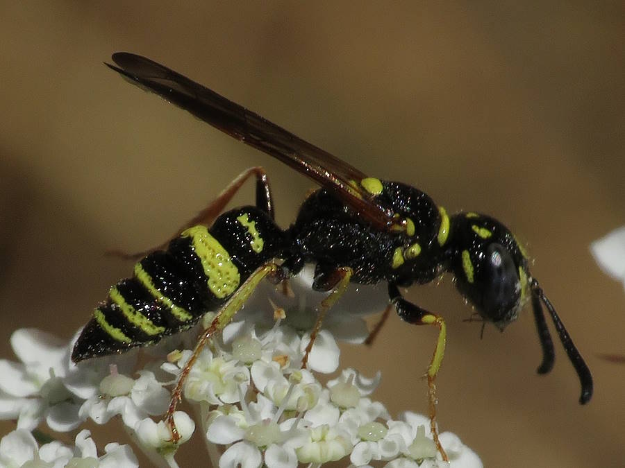 hump-backed bee wolf