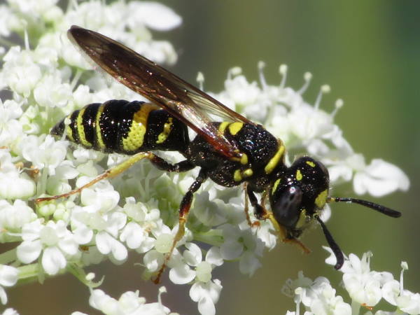 hump-backed beewolf picture, Colorado wasps