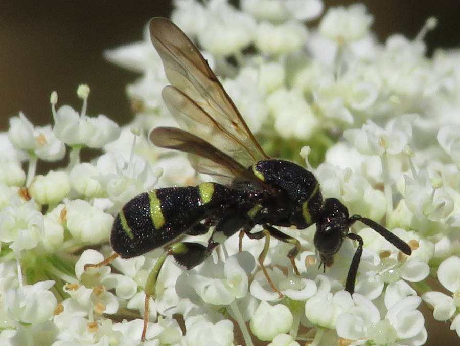 leucospis affinis male picture